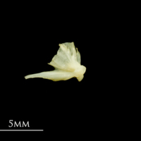 photo of Five-Bearded Rockling quadrate medial view