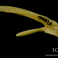 photo of Atlantic cod posttemporal lateral view