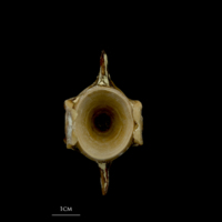 photo of Atlantic bluefin tuna  precaudal vertebra anterior view