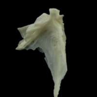 photo of Dragonet articular lateral view