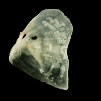 photo of Garfish opercular lateral view