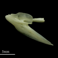 photo of Bullrout posttemporal medial view
