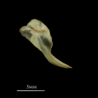 photo of Vendace posttemporal lateral view