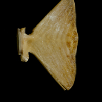 photo of Atlantic bluefin tuna  ultimate vertebra lateral view