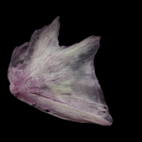 photo of Meagre opercular lateral view