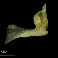 photo of Ruffe premaxilla lateral view