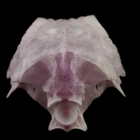 photo of Parrot fish parasphenoid basioccipital complex posterior view