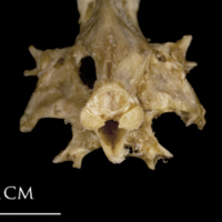 photo of White grouper parasphenoid basioccipital vomer complex posterior view