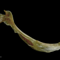 photo of Spanish mackerel cleithrum medial view