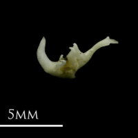 photo of Corkwing wrasse pharyngeal dorsal view