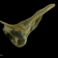 photo of Vendace cleithrum medial view