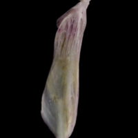 photo of Tub gurnard supracleithrum medial view