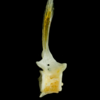 photo of Common sole precaudal vertebra lateral view