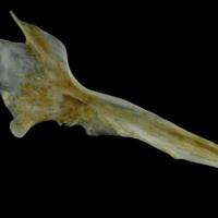 photo of Couch's seabream cleithrum medial view