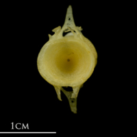 photo of Atlantic mackerel precaudal vertebra anterior view