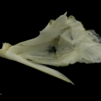 photo of Grey Triggerfish quadrate lateral view