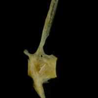 photo of Black seabream precaudal vertebra lateral view