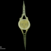 photo of Scad caudal vertebra anterior view