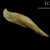 photo of Turbot supracleithrum lateral view