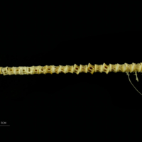 photo of Trout precaudal vertebra lateral view