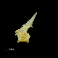 photo of Scad precaudal vertebra lateral view