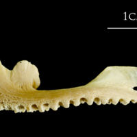 photo of Atlantic cod premaxilla lateral view