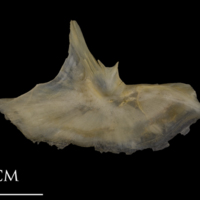photo of Shore rockling preopercular medial view