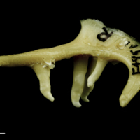 photo of Chub pharyngeal ventral view