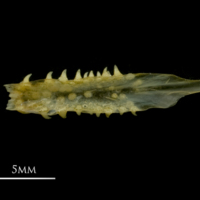 photo of European smelt vomer ventral view