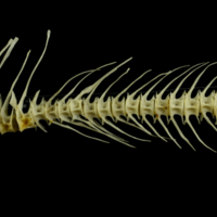 photo of Barbel caudal vertebra lateral view