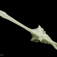 photo of Freshwater bream parasphenoid ventral view