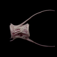 photo of Meagre caudal vertebra lateral view