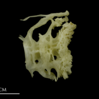 photo of European conger ultimate vertebra lateral view