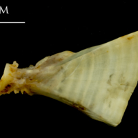 photo of Ballan wrasse ultimate vertebra lateral view