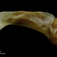 photo of Couch's seabream maxilla medial view
