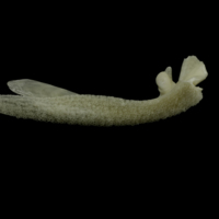 photo of Burbot premaxilla medial view