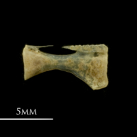 photo of Vendace ceratohyal lateral view