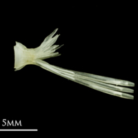 photo of Common sole ultimate vertebra lateral view