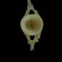 photo of Red gurnard caudal vertebra anterior view