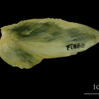 photo of Atlantic cod subopercular medial view
