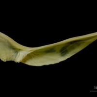 photo of Atlantic cod cleithrum medial view