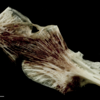photo of Atlantic halibut ceratohyal epihyal complex medial view