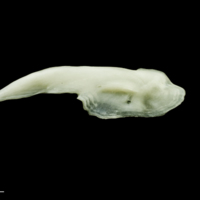 photo of Freshwater bream for assessment medial view