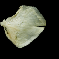 photo of Northern pike opercular lateral view