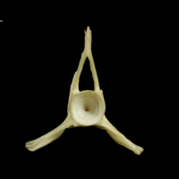 photo of European hake precaudal vertebra posterior view