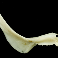 photo of Common carp cleithrum medial view