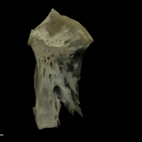 photo of Grayling hyomandibular medial view
