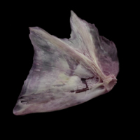 photo of Meagre opercular medial view