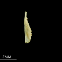 photo of Five-Bearded Rockling pharyngeal ventral view