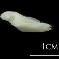 photo of European plaice supracleithrum lateral view